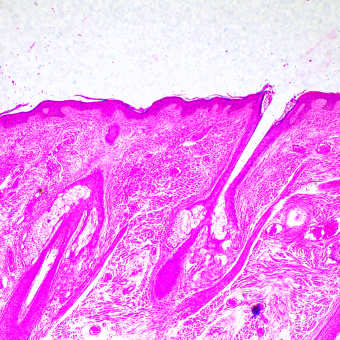 Микроскоп биологический MAGUS Bio 290T