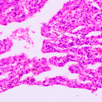 Микроскоп биологический MAGUS Bio 270T