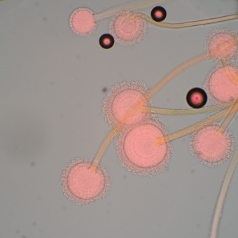 Микроскоп биологический MAGUS Bio 270T