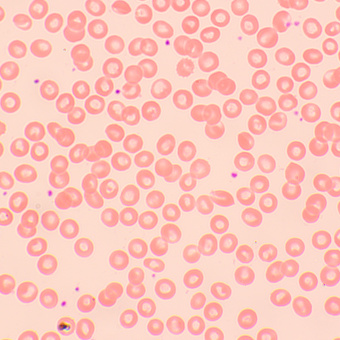 Микроскоп биологический MAGUS Bio 250TL