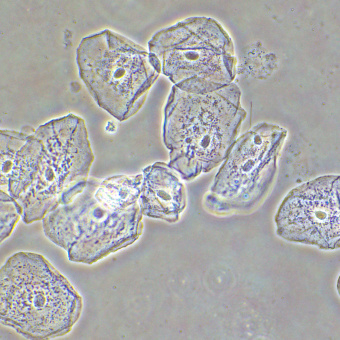 Фазово-контрастное устройство MAGUS SPH2