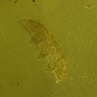 Микроскоп биологический инвертированный MAGUS Bio V360