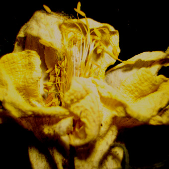 Микроскоп стереоскопический MAGUS Stereo 9T