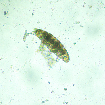 Микроскоп биологический инвертированный цифровой MAGUS Bio VD300