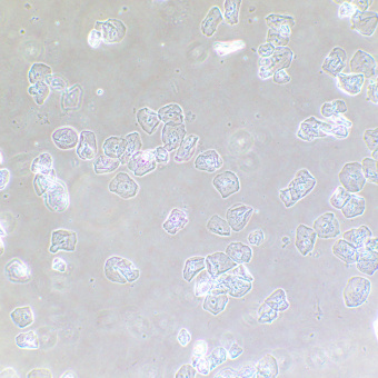 Фазово-контрастное устройство MAGUS SPH2