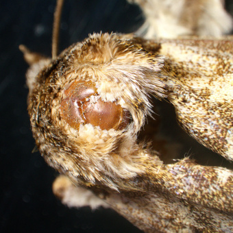 Микроскоп стереоскопический MAGUS Stereo A18T