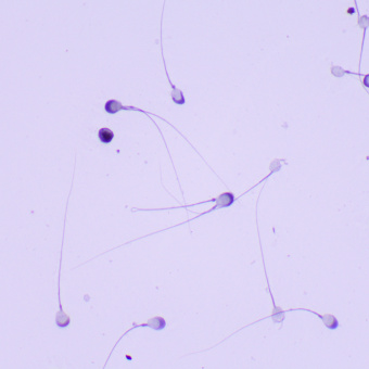 Микроскоп биологический MAGUS Bio 260T