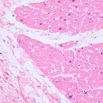 Микроскоп биологический MAGUS Bio 230BL