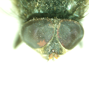 Микроскоп стереоскопический MAGUS Stereo A8