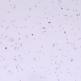 Микроскоп биологический MAGUS Bio 260T