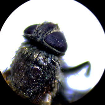 Микроскоп стереоскопический MAGUS Stereo A10