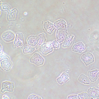 Фазово-контрастное устройство MAGUS SPH2