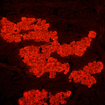 Микроскоп люминесцентный MAGUS Lum 450L