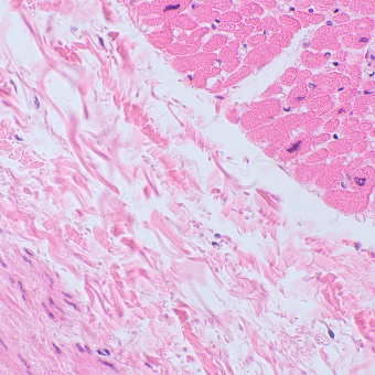 Микроскоп биологический MAGUS Bio 250TL