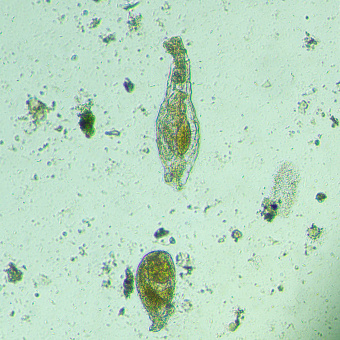 Микроскоп биологический инвертированный цифровой MAGUS Bio VD300