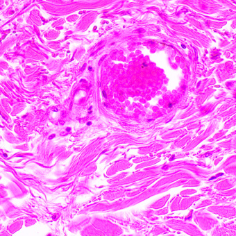 Микроскоп биологический MAGUS Bio 290T