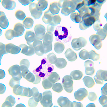 Микроскоп биологический MAGUS Bio 230BL